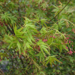 Javor dlaňolistý (Acer palmatum) ´GOING GREEN´ - výška 180-200 cm, kont. C90L - VIACKMENNÝ BONSAJ